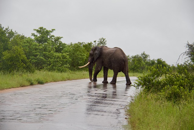 Elephant, Safari, Kruger, Afrika