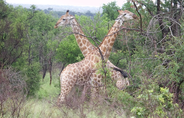 Giraf, Safari, Afrika, Kruger, Dyr