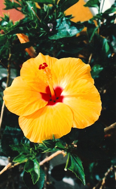 Bloem, Bloesem, Bloemblaadjes, Natuur