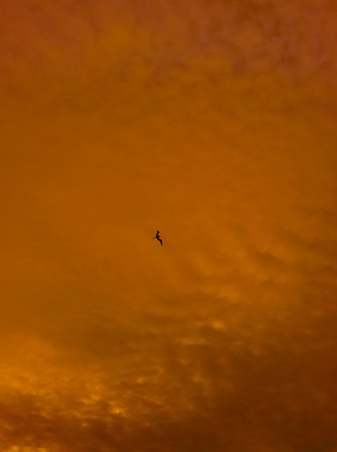 Free Bird Sky photo and picture