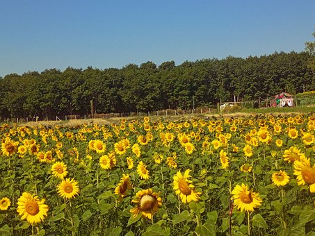 Natur, Platz, Sonnenblumen, Feld, Blumen