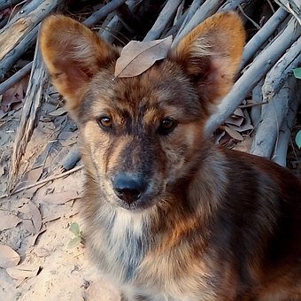 Tier, Natur, Hund, Herbst, Blätter