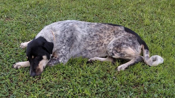 Tier, Natur, Hund, Geflecktes Fell