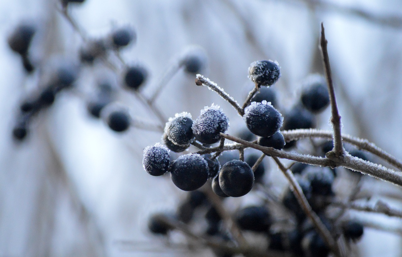 Ligusterbeeren Schwarze Beeren - Kostenloses Foto auf Pixabay