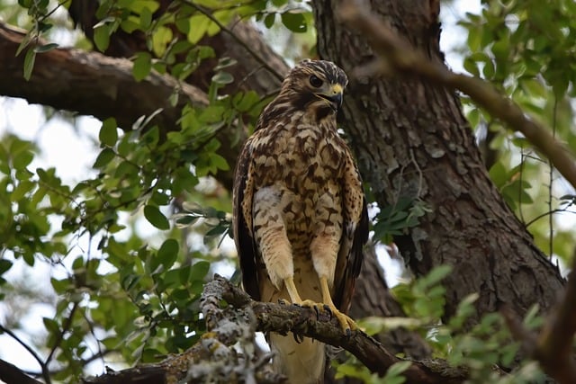 Hawk Bird Nature - Free photo on Pixabay