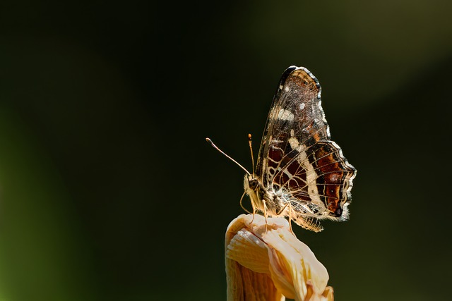Sommerfugl, Natur, Vinger, Insekter, Dyr