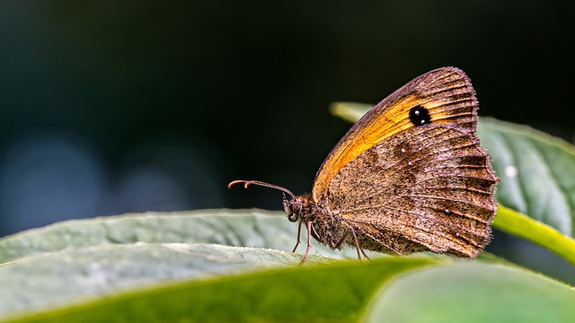 Sommerfugl, Makro, Grønt Blad