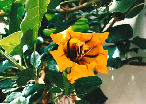 Bloem, Bloesem, Plant, Flora, Close-Up
