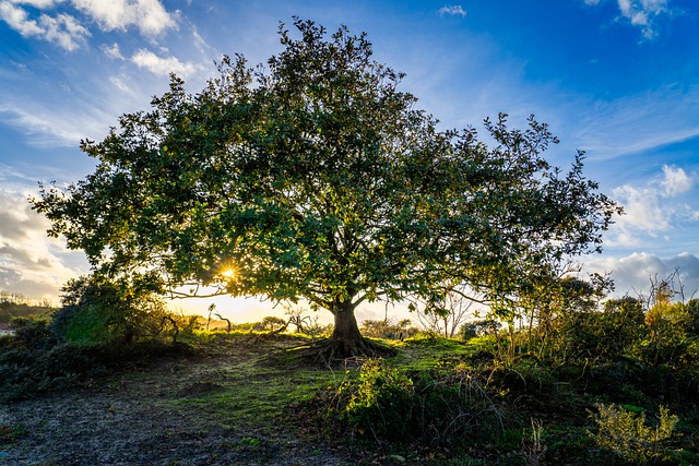 Træ, Solnedgang, Natur, Silhuet, Blade