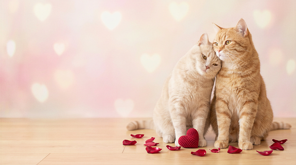 Valentinsdag, Romantiske Katte, Kattepar