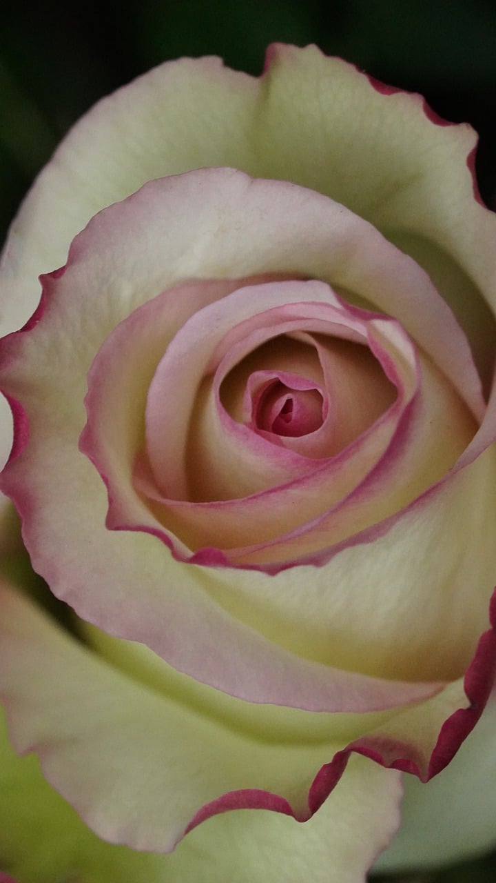 Rose Blossom Bloom - Free photo on Pixabay