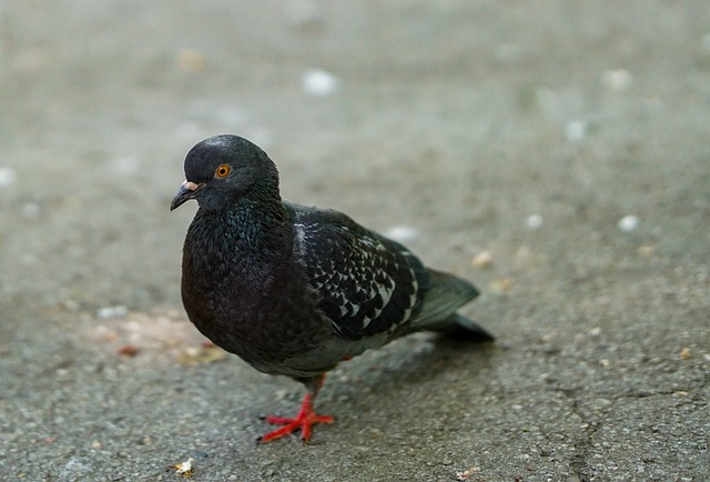 Free Pigeon City photo and picture