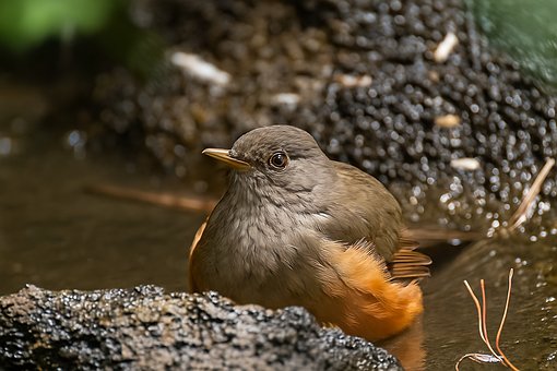 Vogel, Natur, Tier, Gefieder, Sitzen