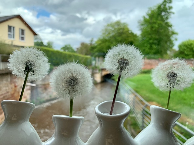 Free Seeds Plants photo and picture