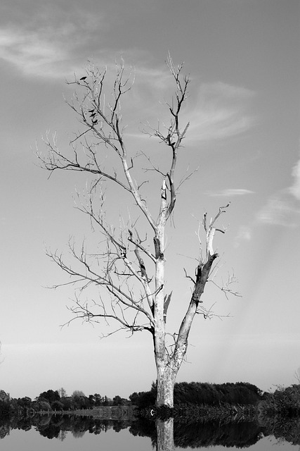 Düster, Finster, Natur, Baum, Tot