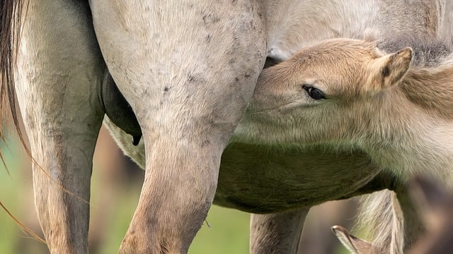 Hest, Konik, Føl, Natur, Amning