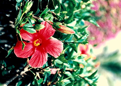 Bloem, Bloesem, Natuur, Plant, Flora