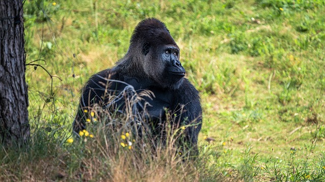 Gorilla, Natur, Han, Dyr, Posering, Hud