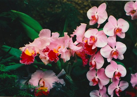 Bloem, Bloesems, Orchideeën, Planten