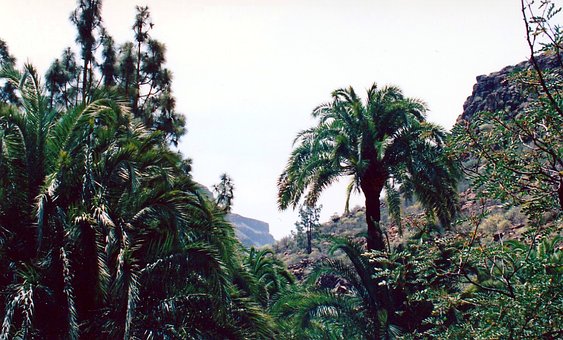 Canarische Dadelpalmen, Gran Canaria
