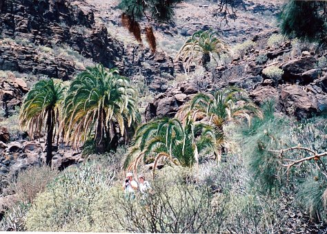 Canarische Dadelpalmen, Gran Canaria