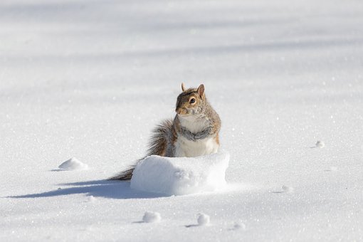 Hinterhoffotografie, Natur
