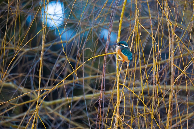 Free Kingfisher Nature photo and picture
