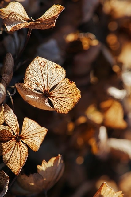 Free Blumen Hortensie photo and picture