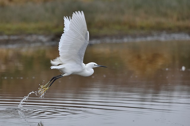 Hejre, Flyvende, Natur, Fugleliv, Hvid