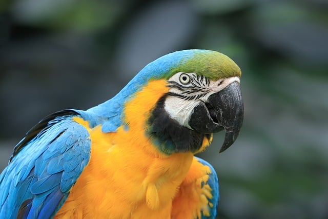 Parrot, bird, 4k wallpaper 1920x1080 and tropical bird — photo by Marjonhorn