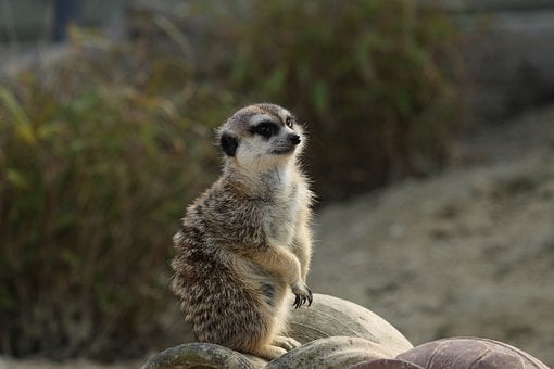 Animal, Fauna, Suricata, Mamífero