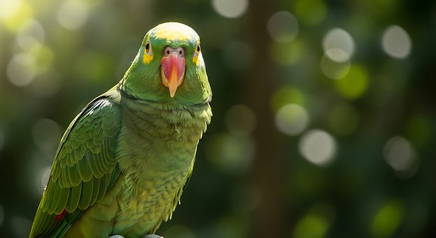 Free Parrot Green illustration and picture