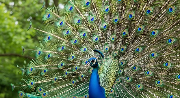 Free Peacock Eye Feathers illustration and picture