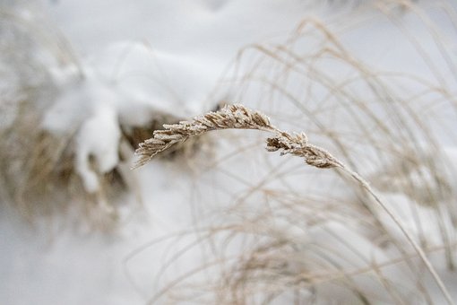 Vinter, Natur, Sne, Landskab, Plante