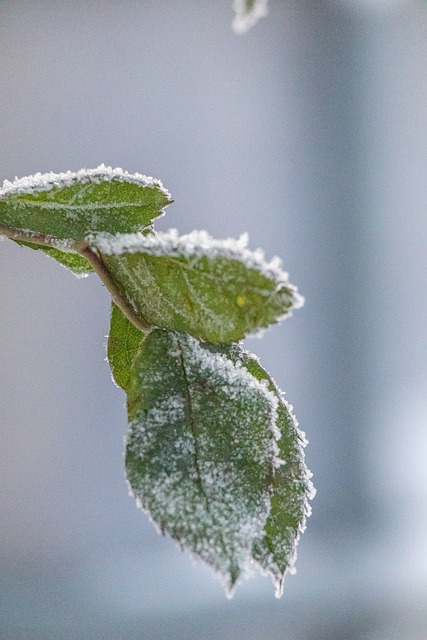 Natur, Blad, Vinter, Sne, Frost, Lodret
