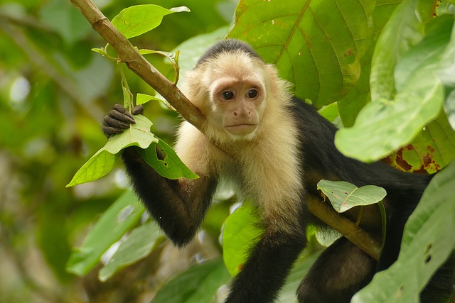 Free Ape Capuchin Monkey photo and picture