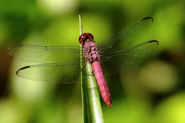 Free Dragon-Fly Insect photo and picture