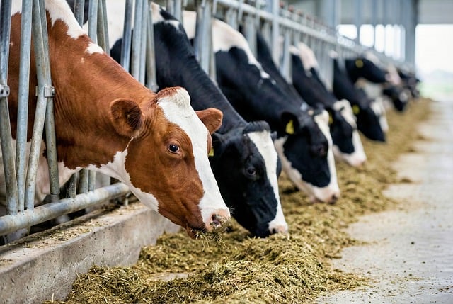 Koe, Koeien, Zuivel, Boerderij, Landbouw