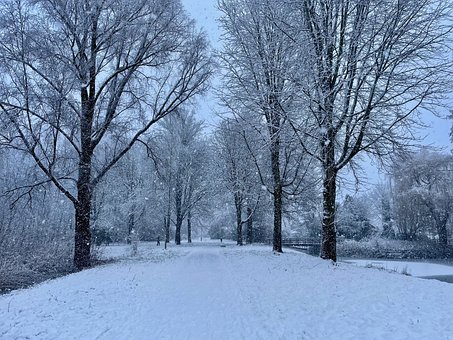 Schnee, Schneefall, Bäume, Kalt, Winter