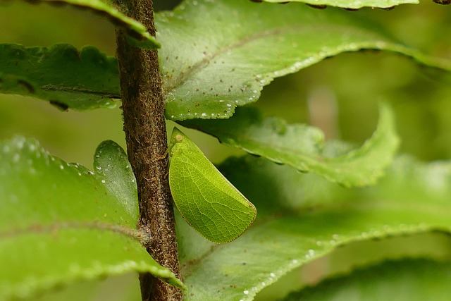 Free Cicada Insect photo and picture