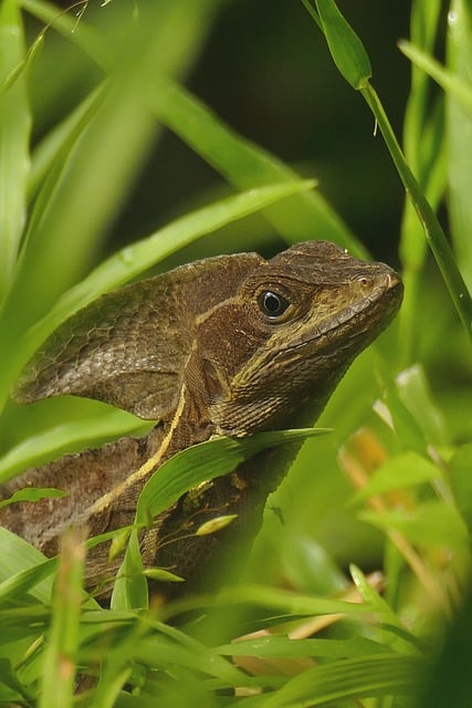 Free Basilisk Lizard photo and picture