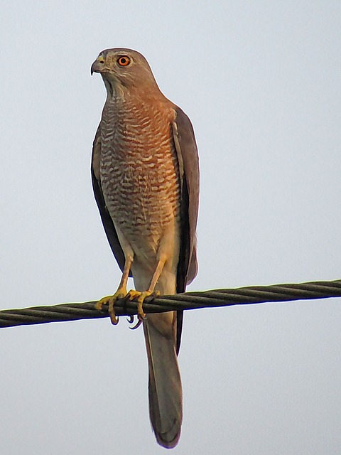 Free Bird Raptor photo and picture