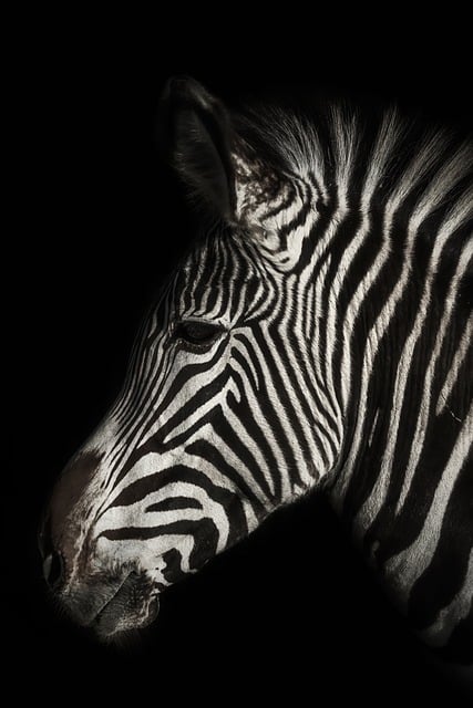 Free Zebra Animal Wildlife photo and picture