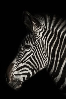 Zebra, Animal Wildlife, Animal, Mammal