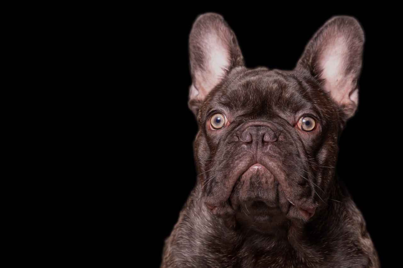 Download free HD stock image of French Bulldog Frenchie Free French Bulldog Frenchie photo and picture