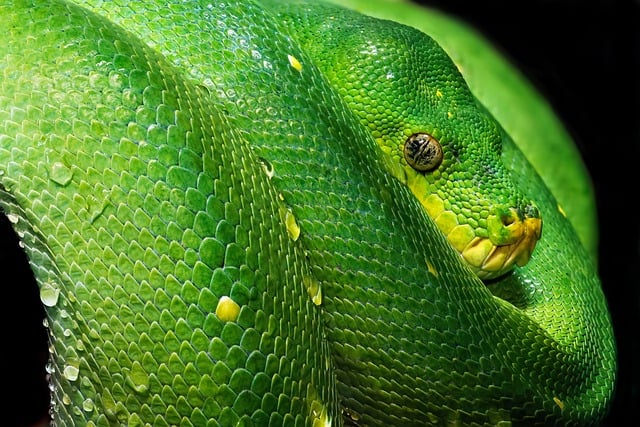 Python Snake Reptile - Free photo on Pixabay