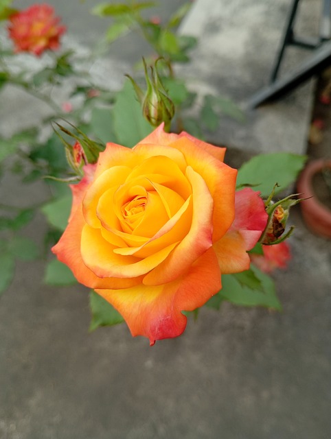 Rose, Blume, Natur, Blütenblätter