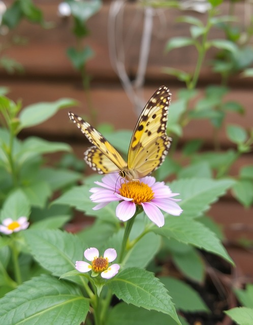 Free Butterfly Nature photo and picture