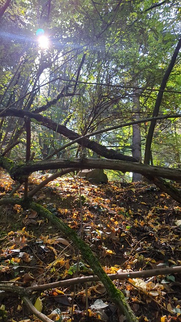 Free Forest Nature photo and picture