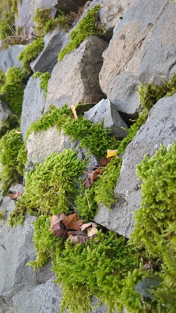 Free Moss Nature photo and picture